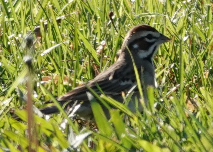 Lark Sparrow - ML646424320