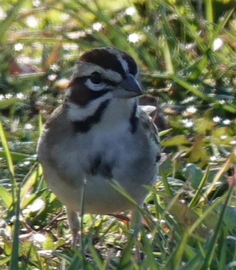 Lark Sparrow - ML646424321