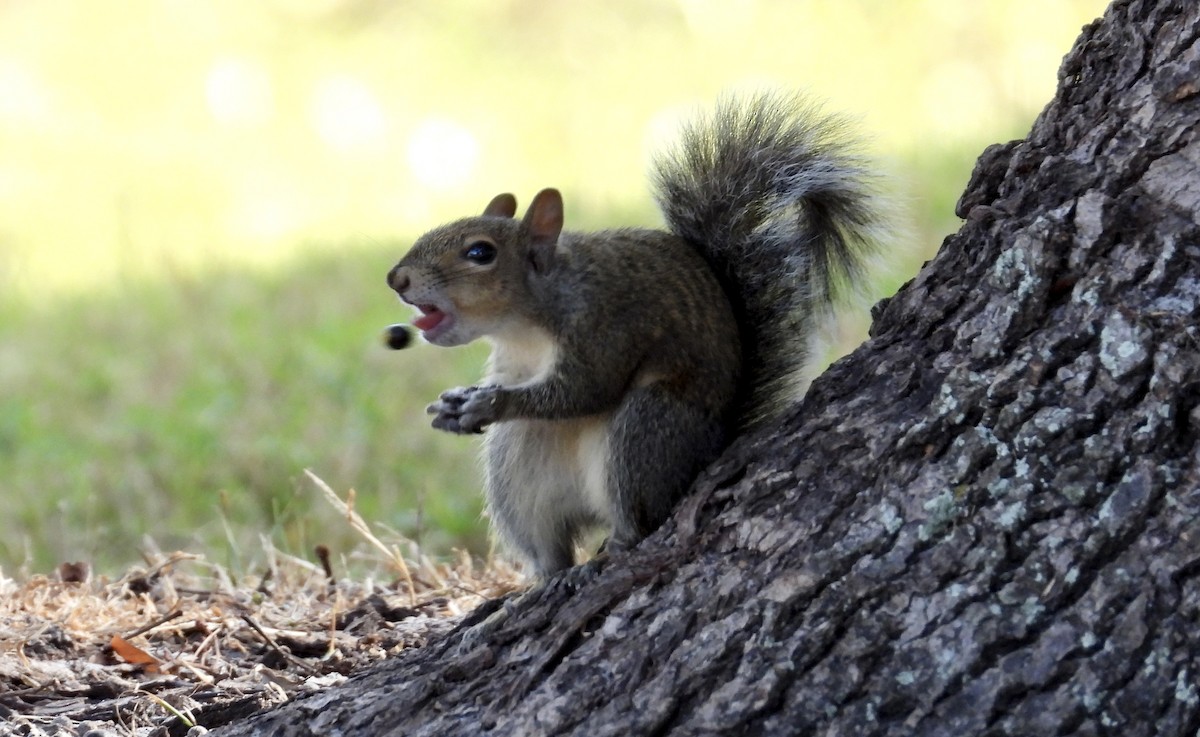 動物界 - ML646424322