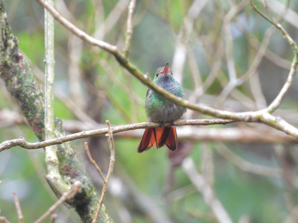 Rufous-tailed Hummingbird - ML646424324
