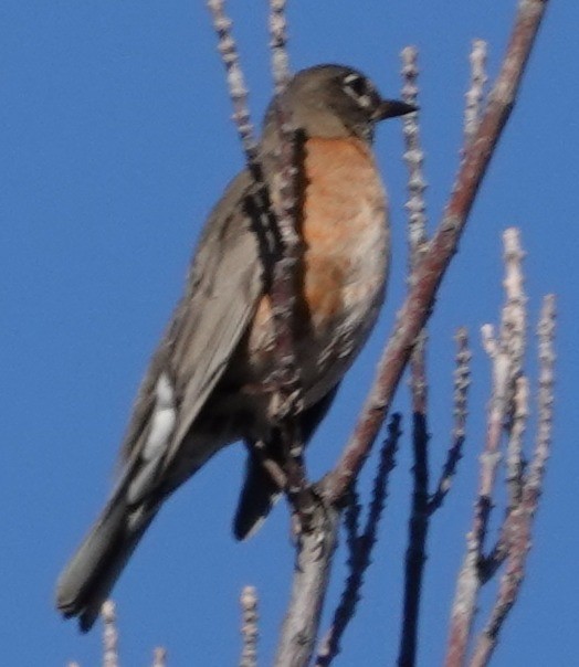 American Robin - ML646424326