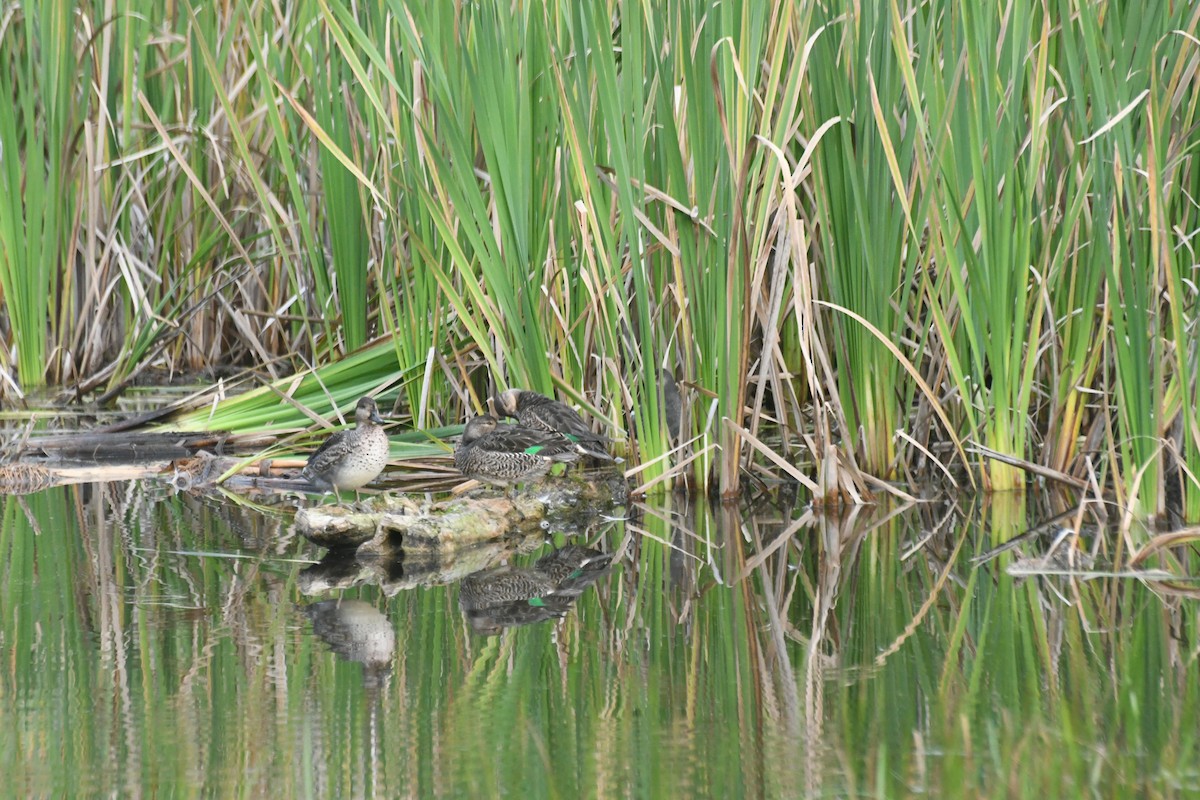 Krickente - ML646424328