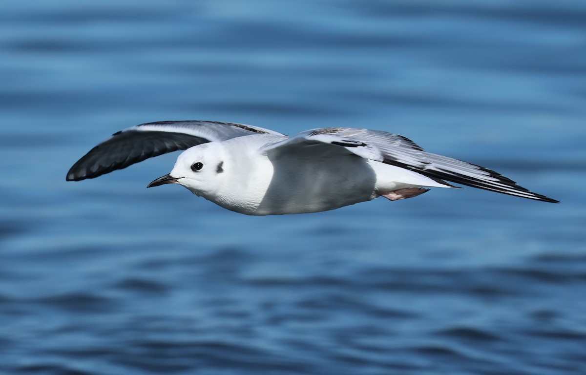 Bonaparte's Gull - ML646424329