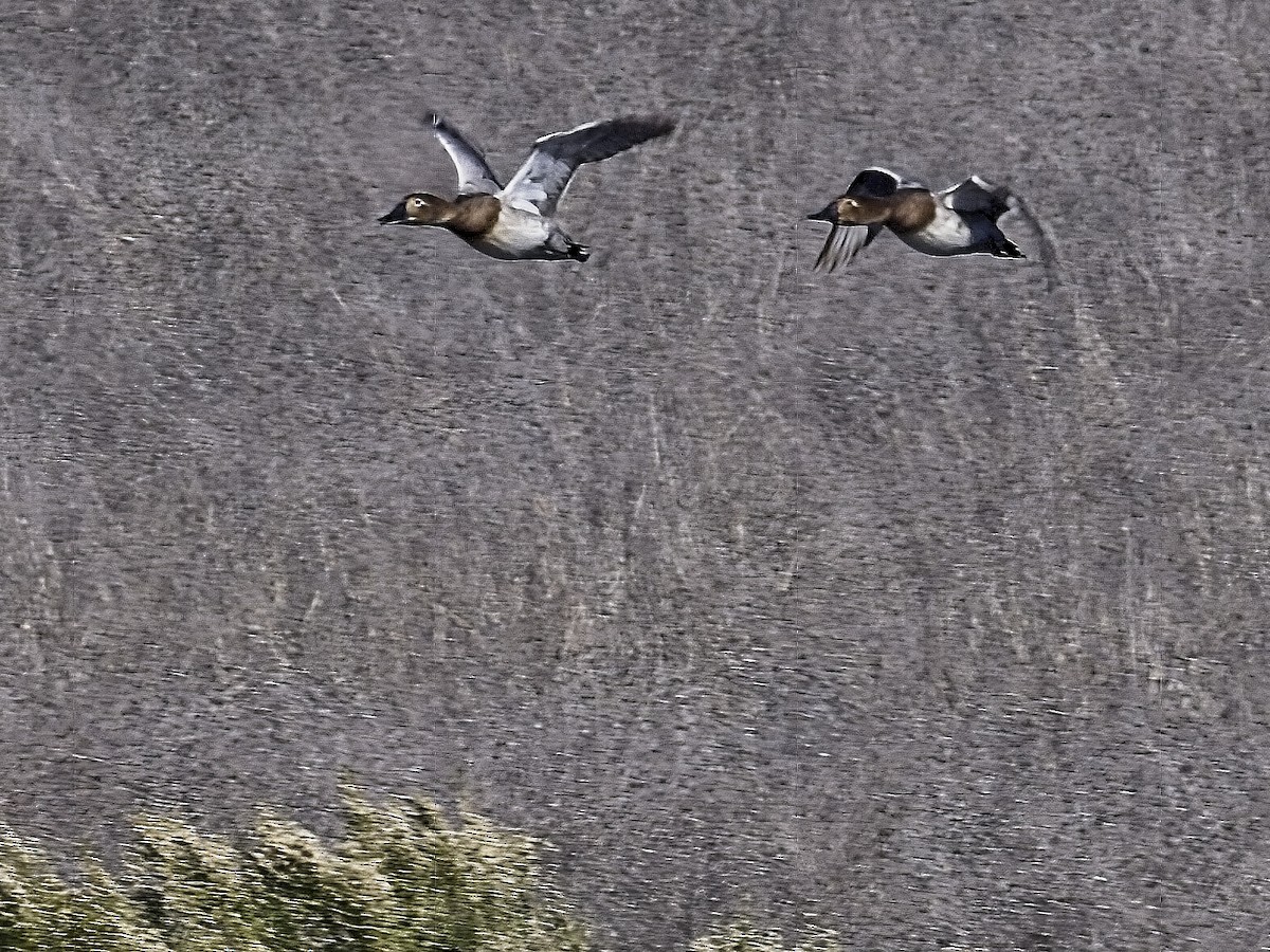 Murgilari bizkarzuria - ML646424331