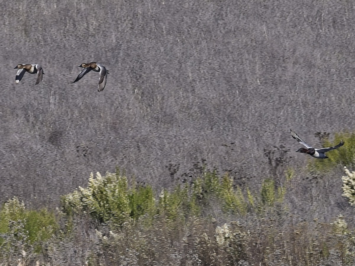 Murgilari bizkarzuria - ML646424332