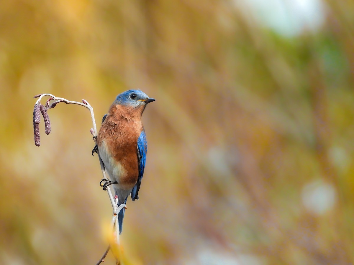 Блакитник східний - ML646424336