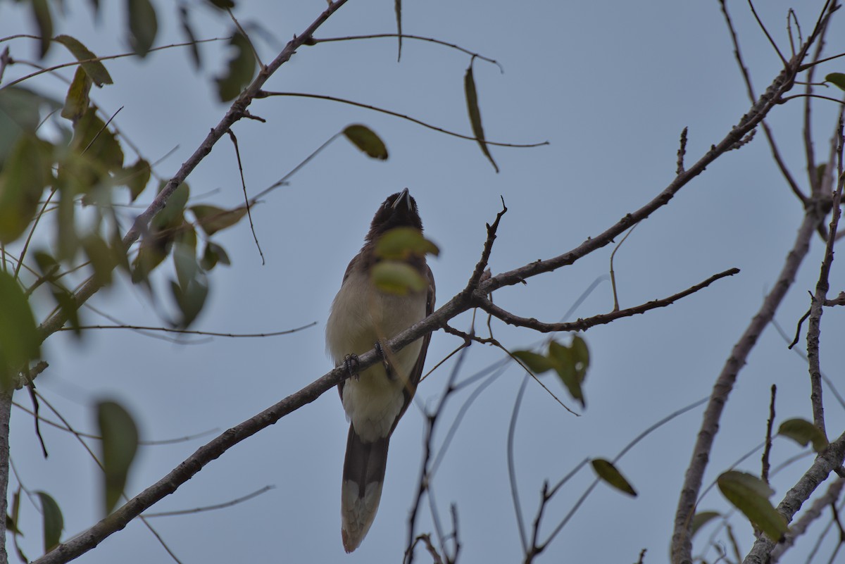 Brown Jay - ML646424337