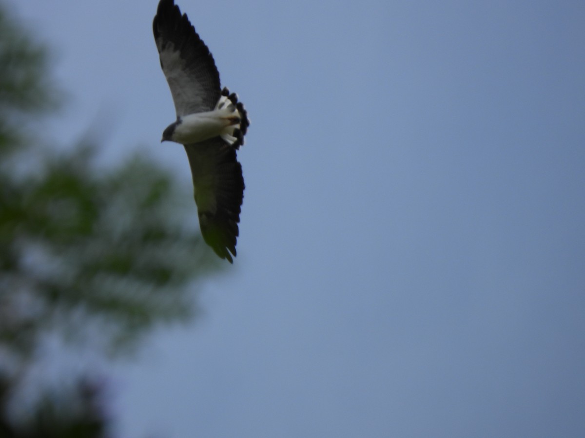 Buse à queue blanche - ML646424344
