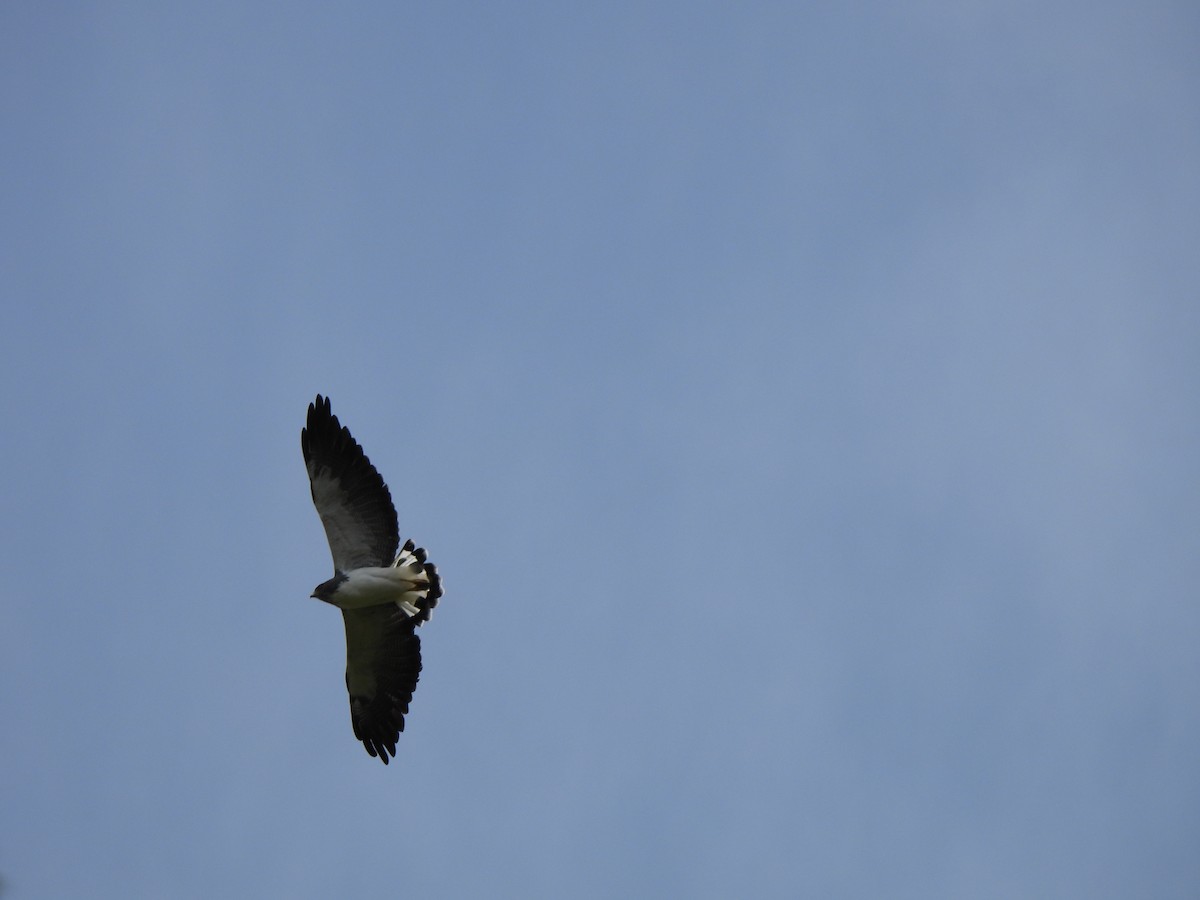 Buse à queue blanche - ML646424345