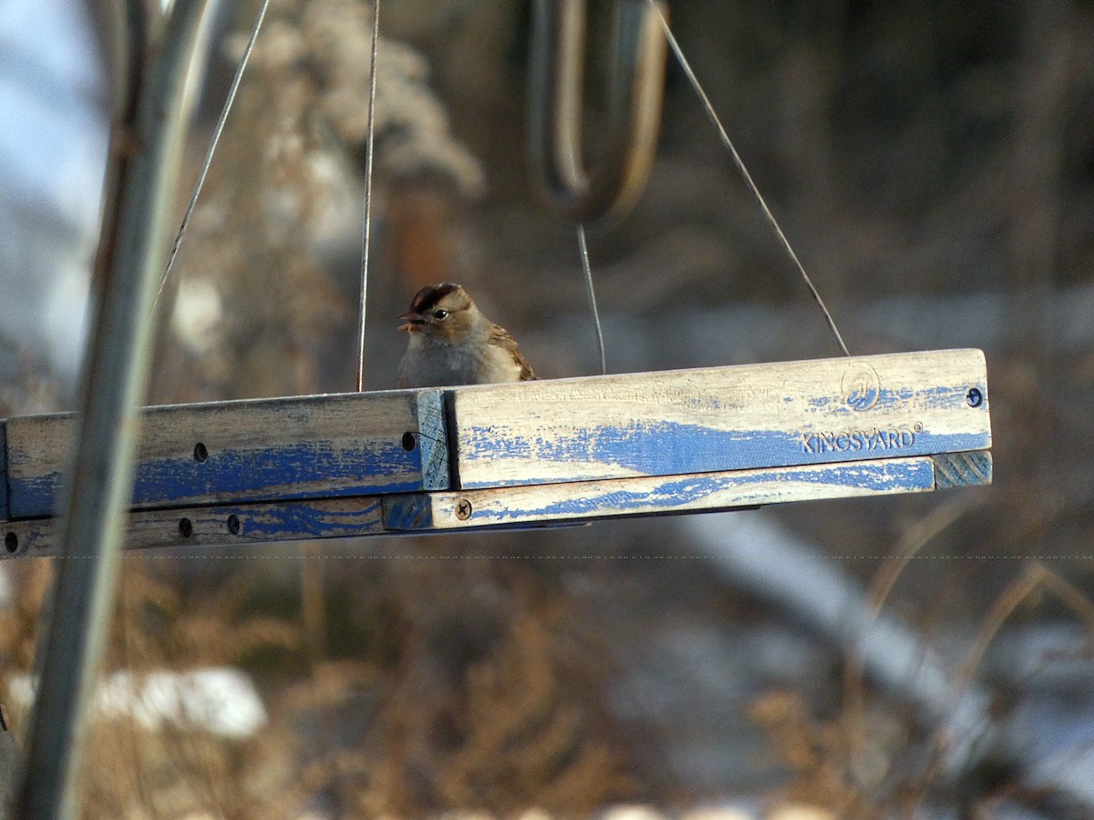 White-crowned Sparrow - ML646424349