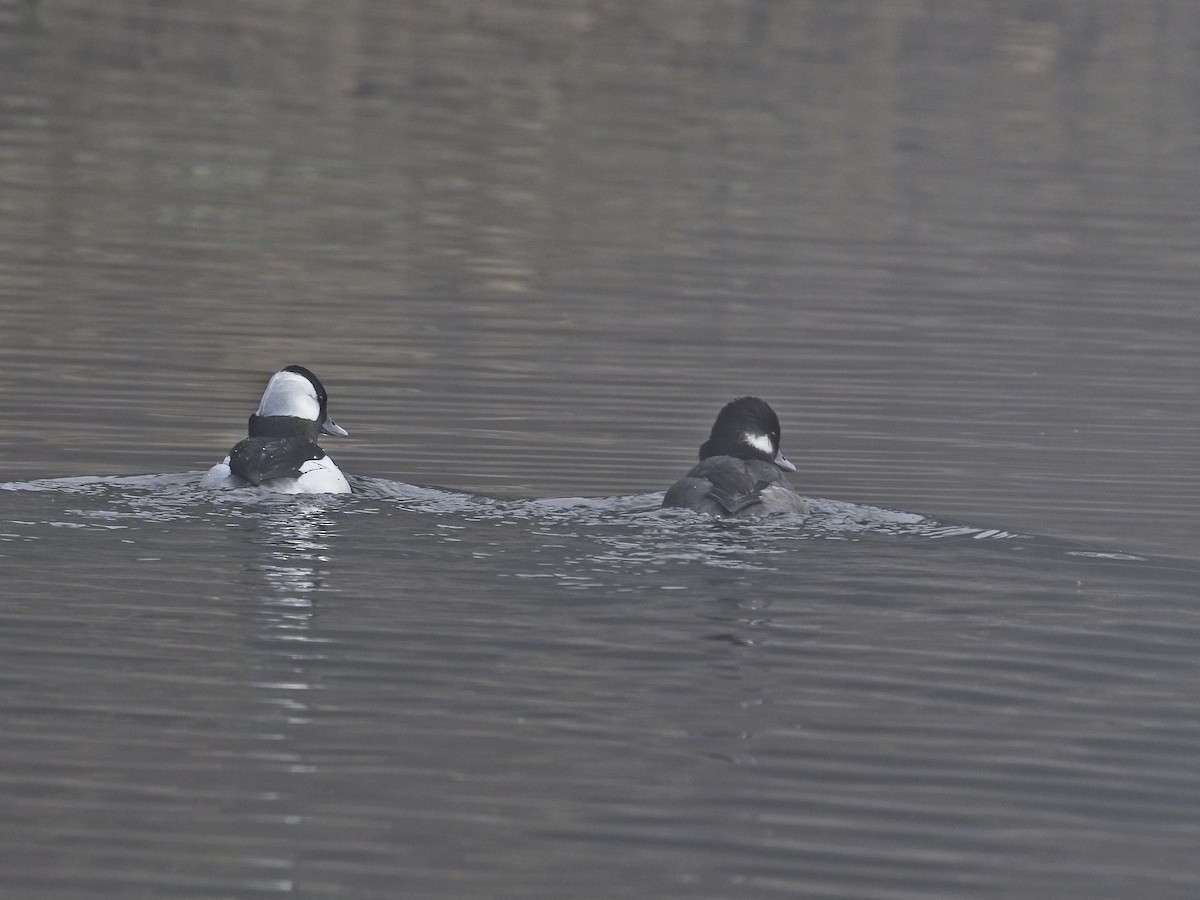 Bufflehead - ML646424350