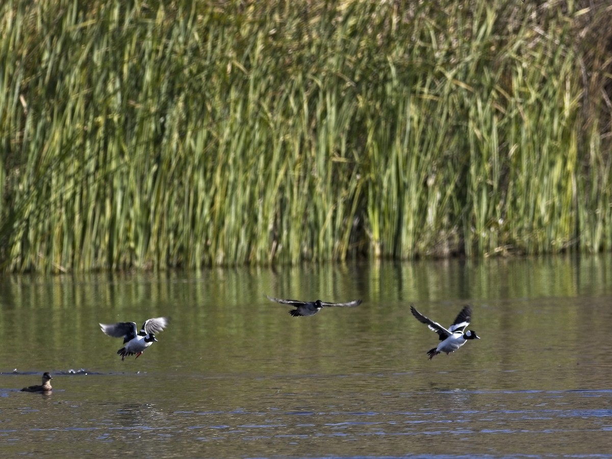Bufflehead - ML646424351