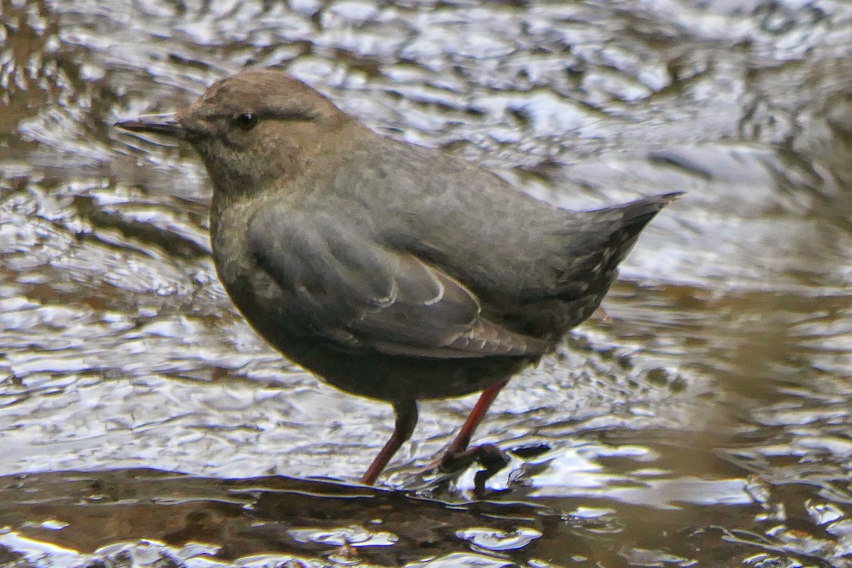 American Dipper - ML646424352
