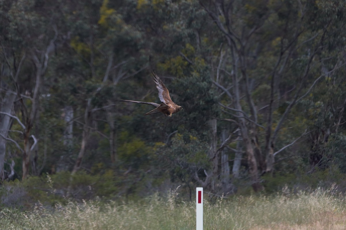 Black Kite - ML646424353