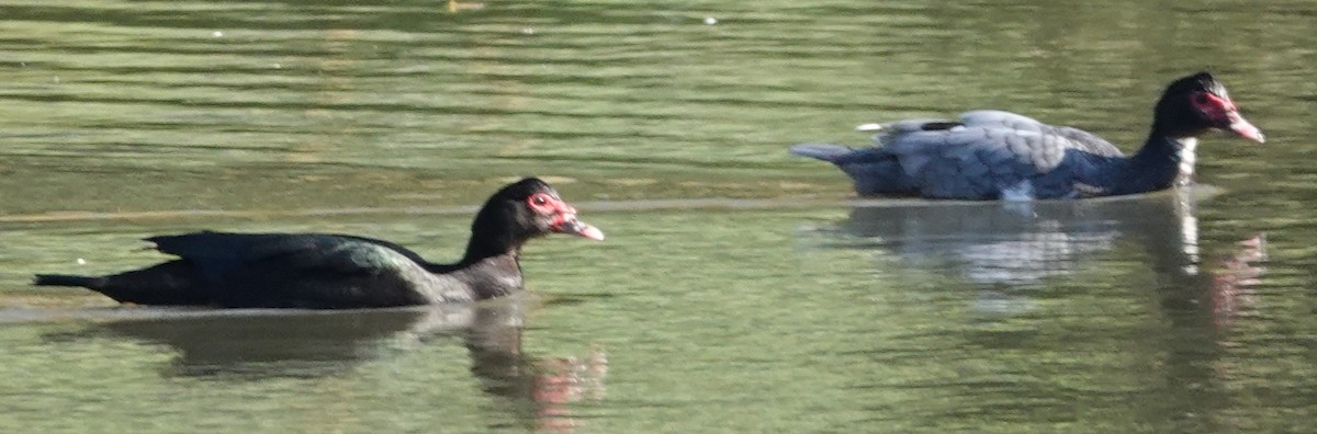 Muscovy Duck (Domestic type) - ML646424354