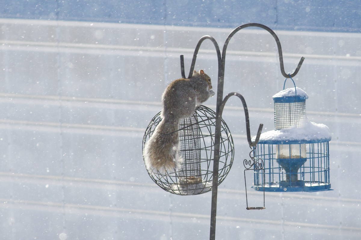 灰松鼠 - ML646424355