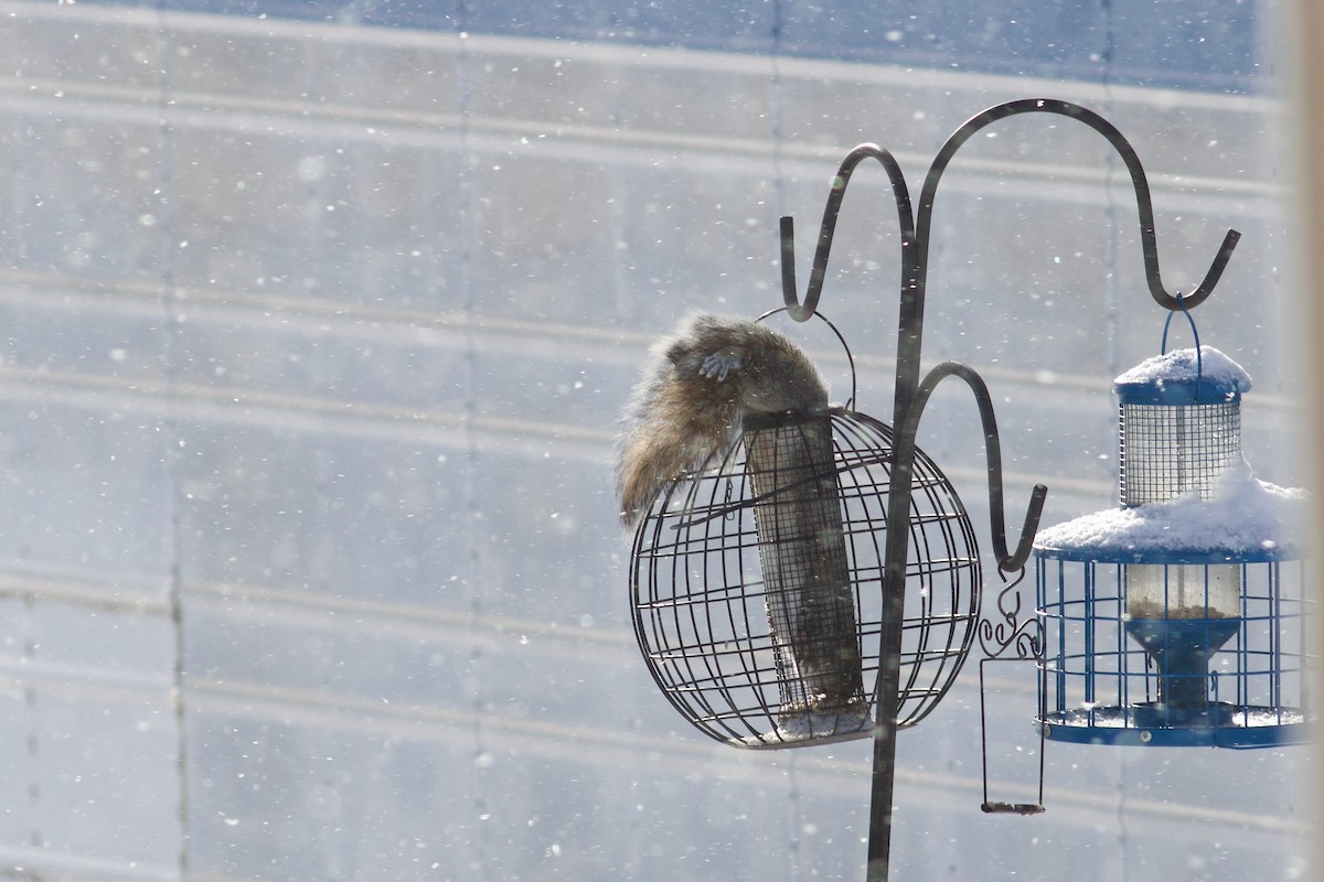 灰松鼠 - ML646424356