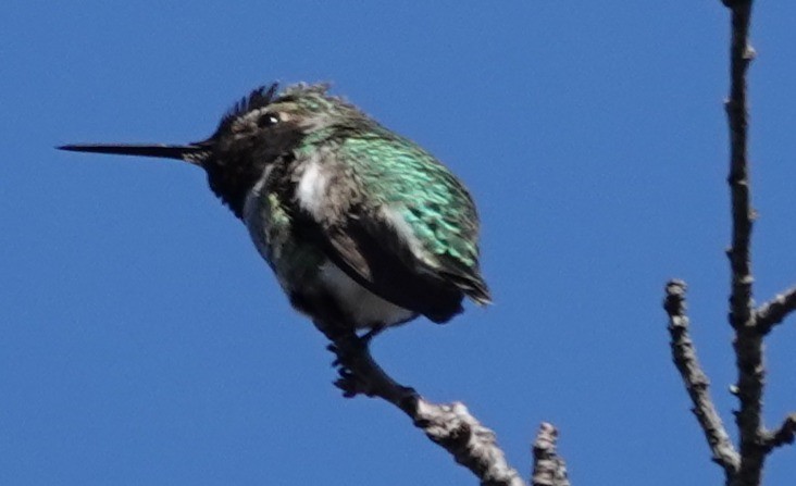 Anna's Hummingbird - ML646424357