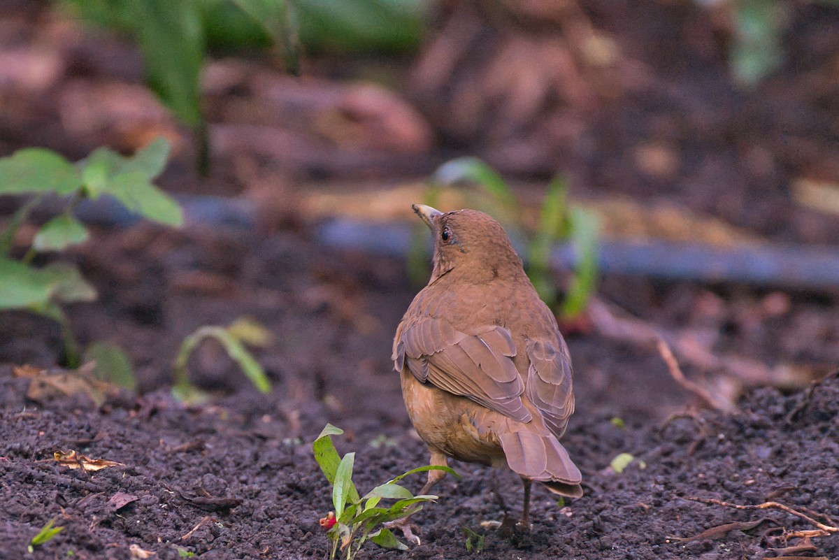 Clay-colored Thrush - ML646424358