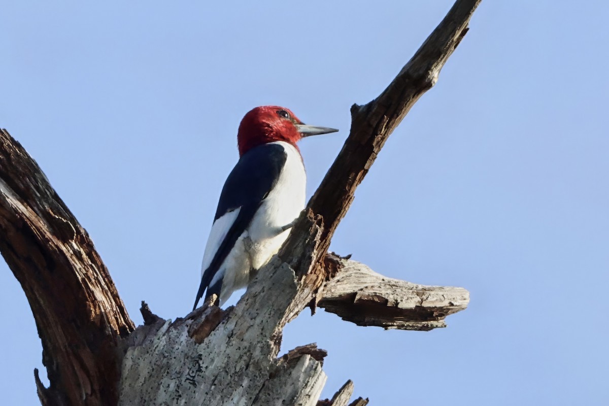 Red-headed Woodpecker - ML646424360
