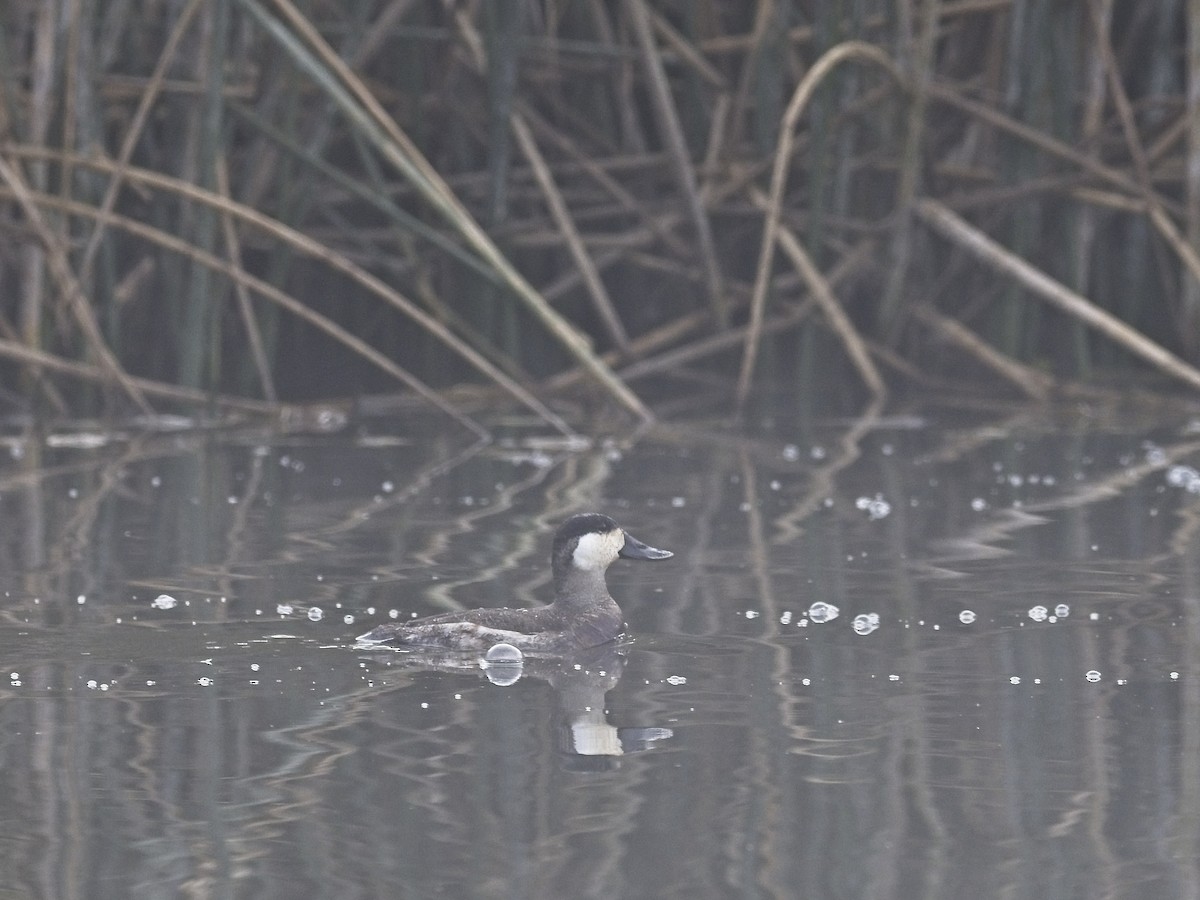 Schwarzkopf-Ruderente - ML646424361