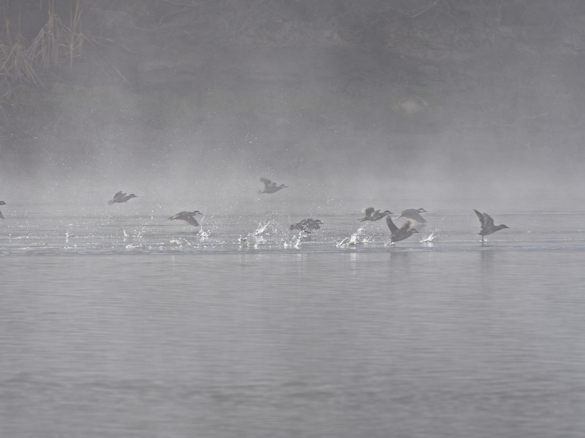 Schwarzkopf-Ruderente - ML646424362