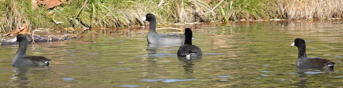 American Coot - ML646424363