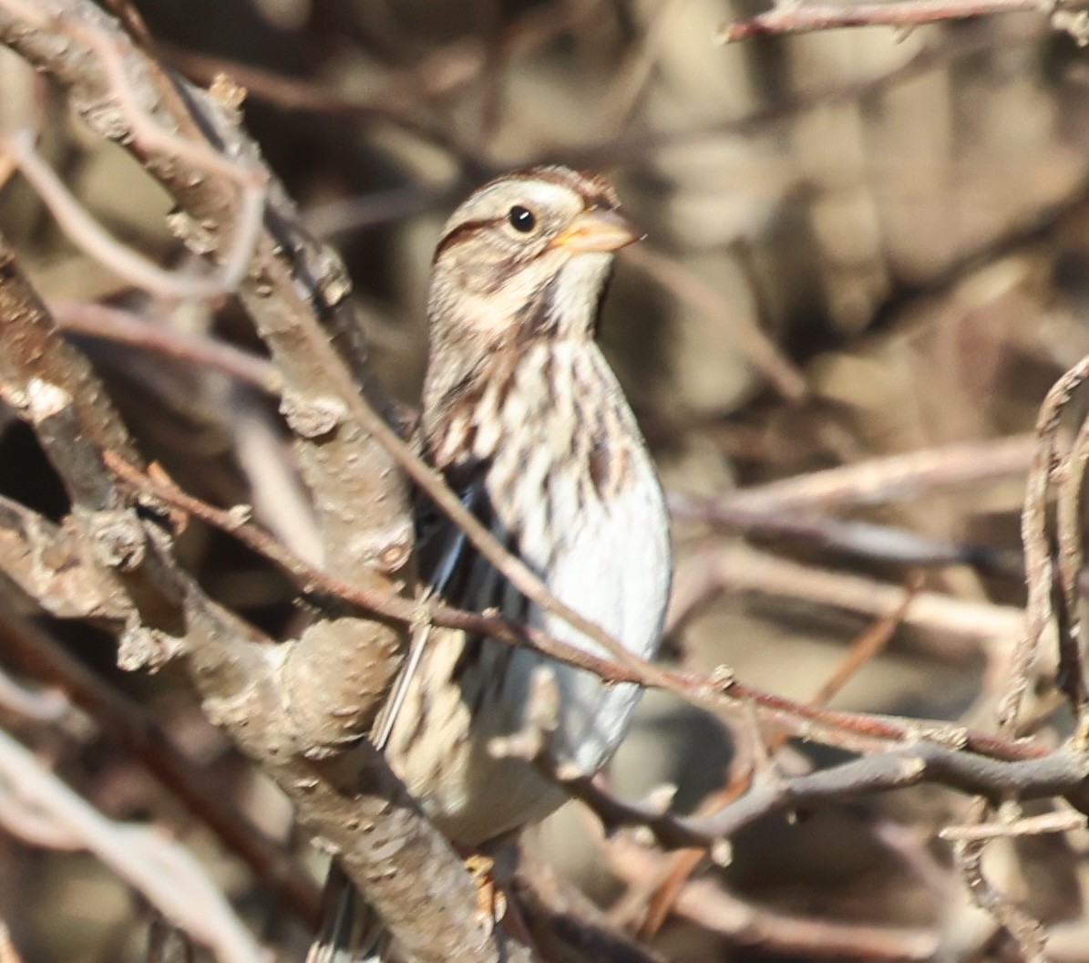 Song Sparrow - ML646424364