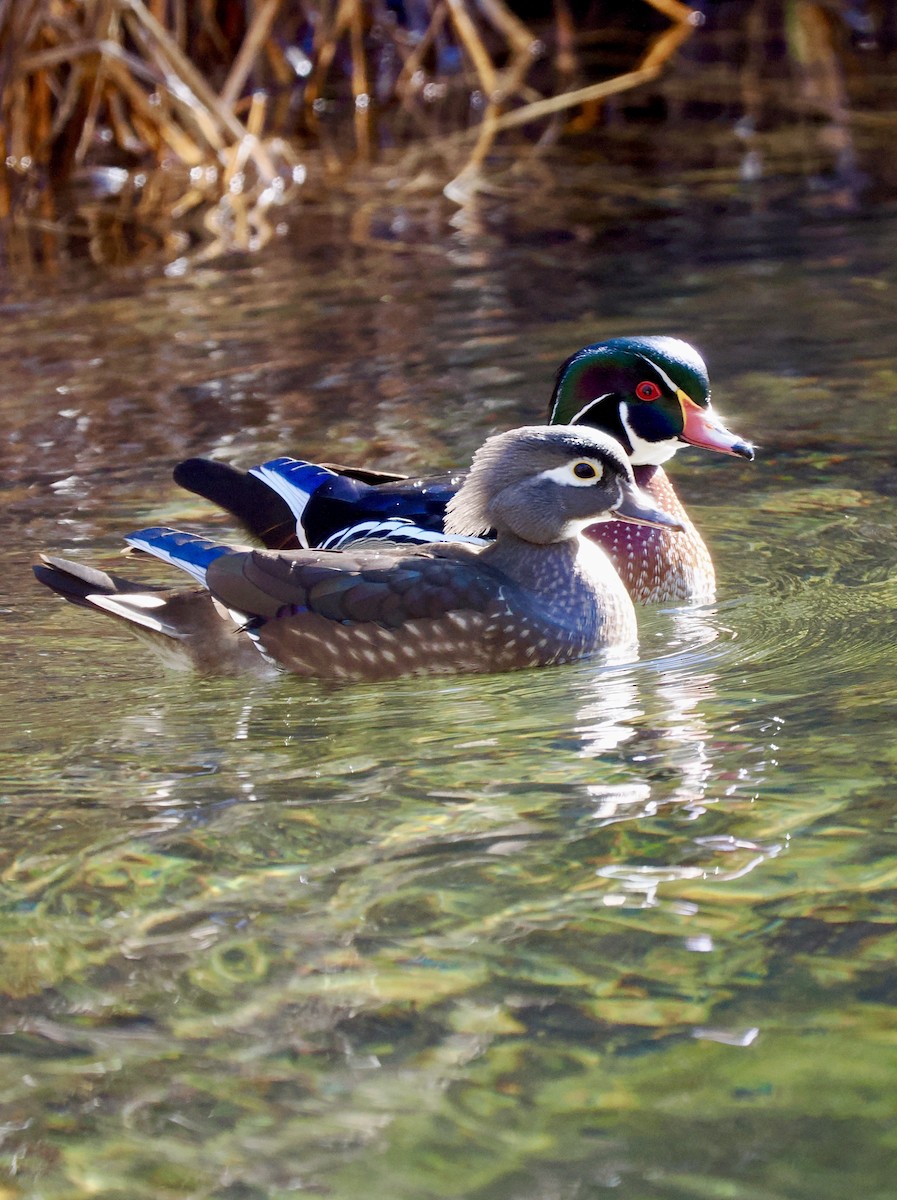 Wood Duck - ML646424365