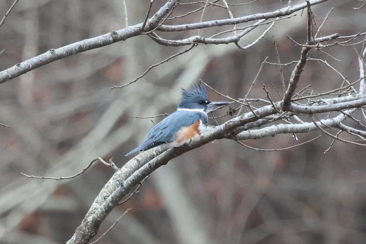 Belted Kingfisher - ML646424366