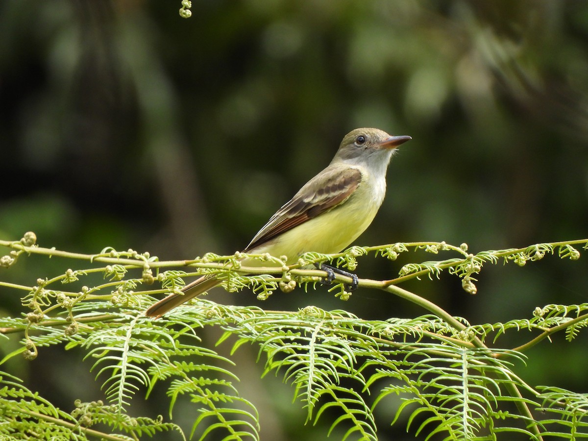 Tyran huppé - ML646424367