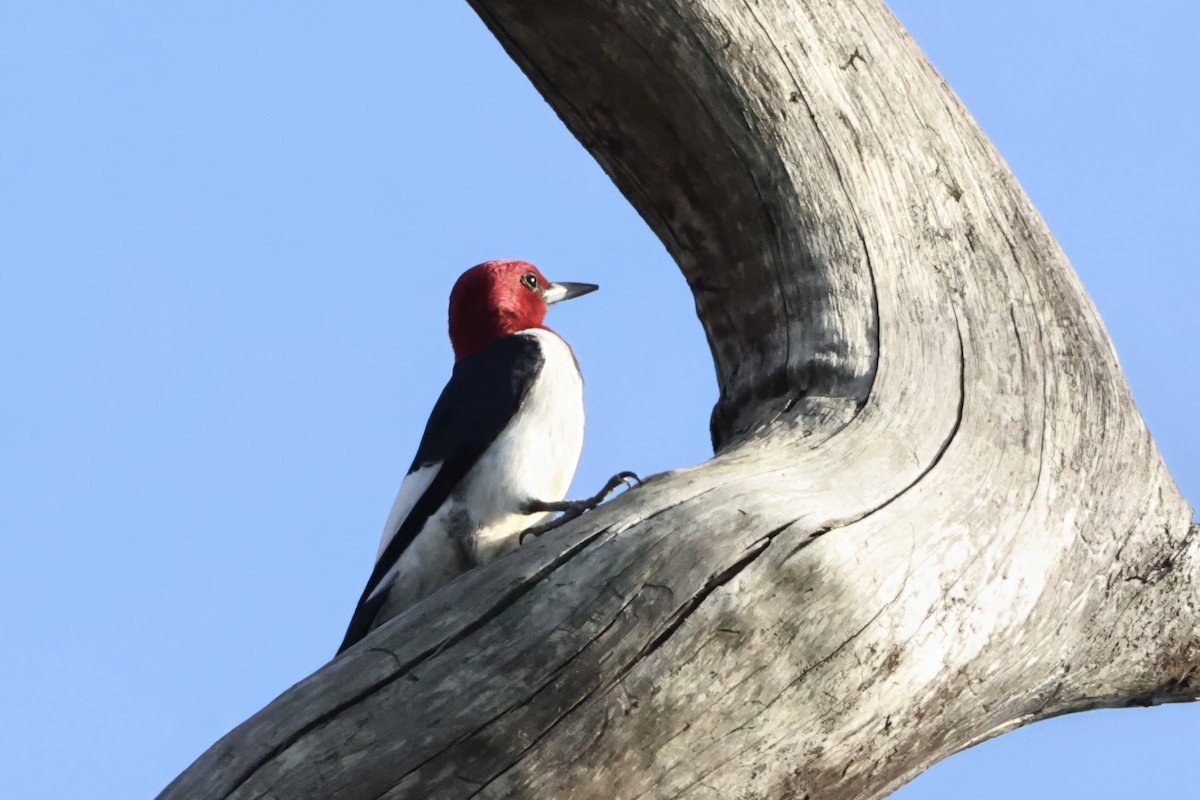 Red-headed Woodpecker - ML646424368