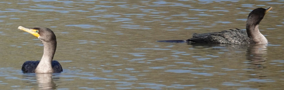 Double-crested Cormorant - ML646424369