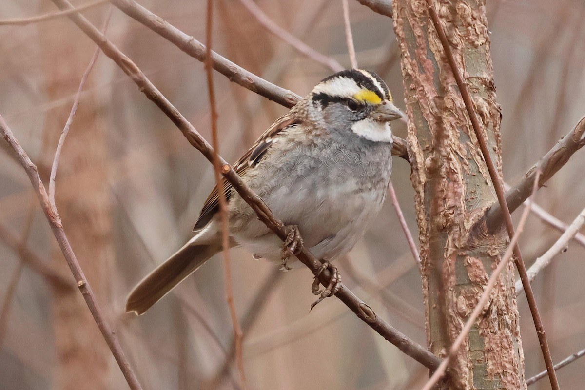 White-throated Sparrow - ML646424370