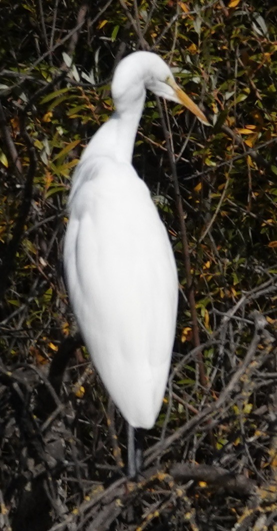 Garceta Grande - ML646424371