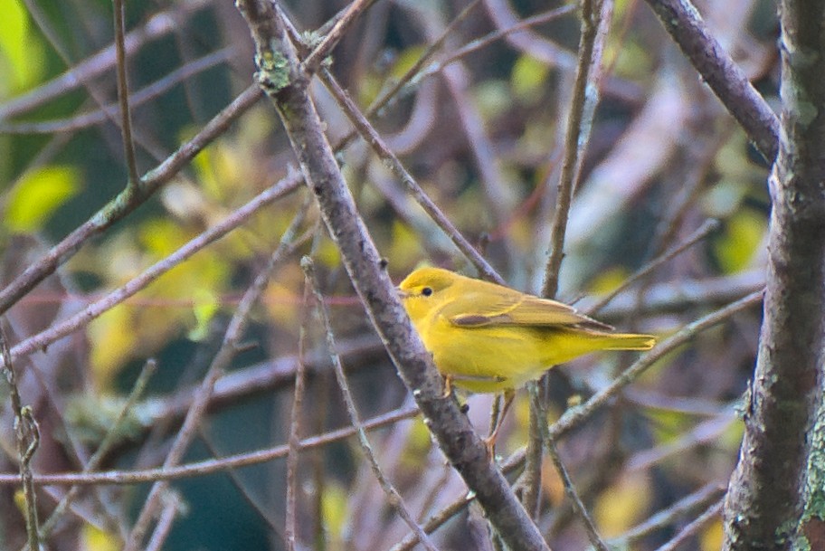 Northern Yellow Warbler - ML646424375
