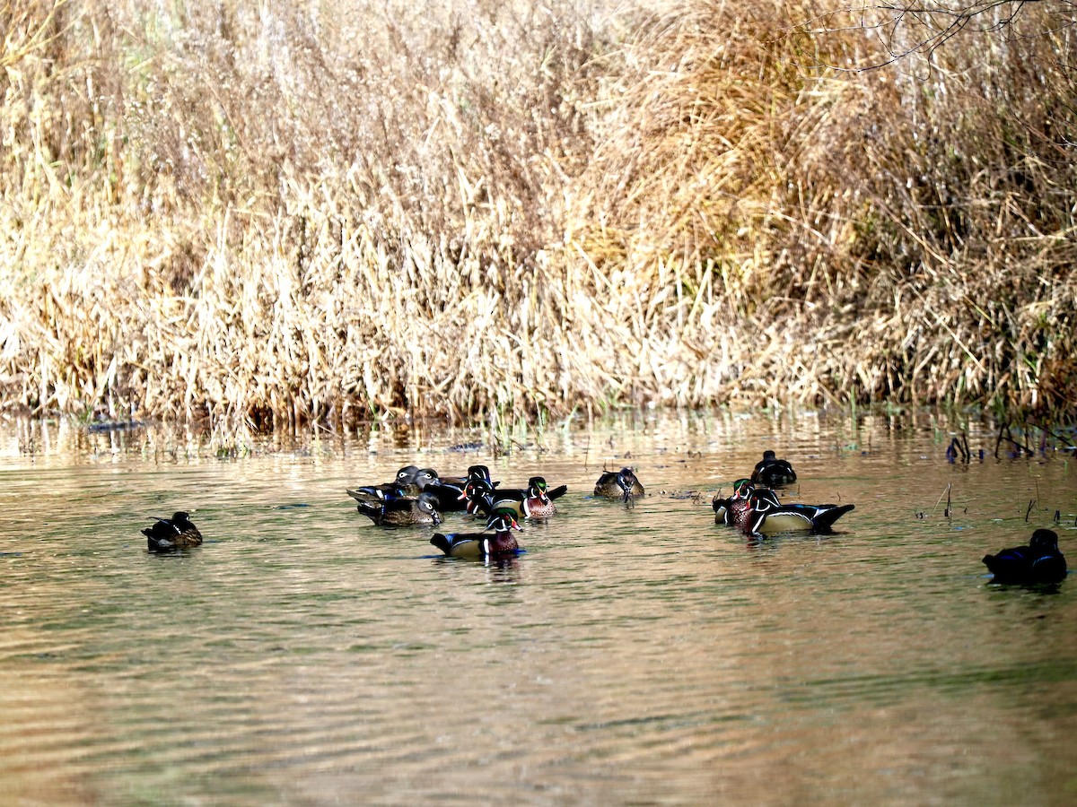 Каролинская утка - ML646424376