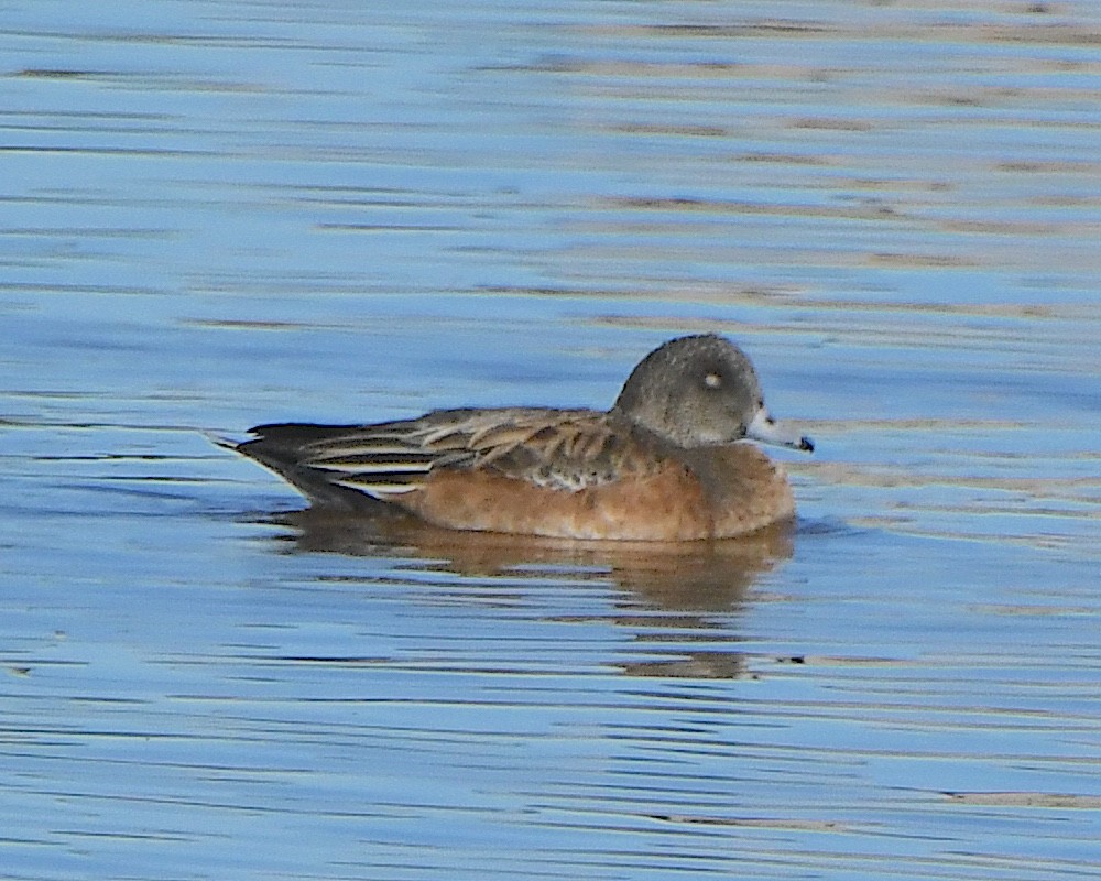 American Wigeon - ML646424377