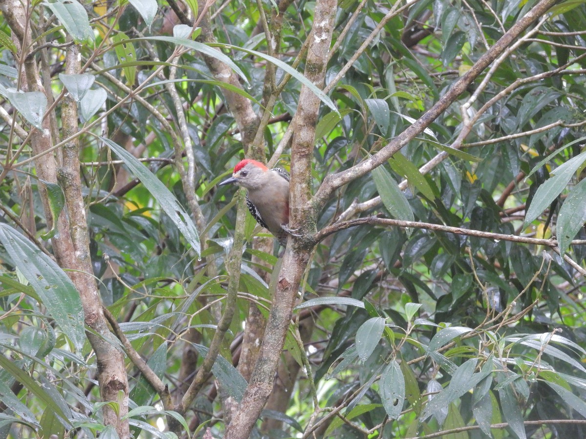 Red-crowned Woodpecker - ML646424378