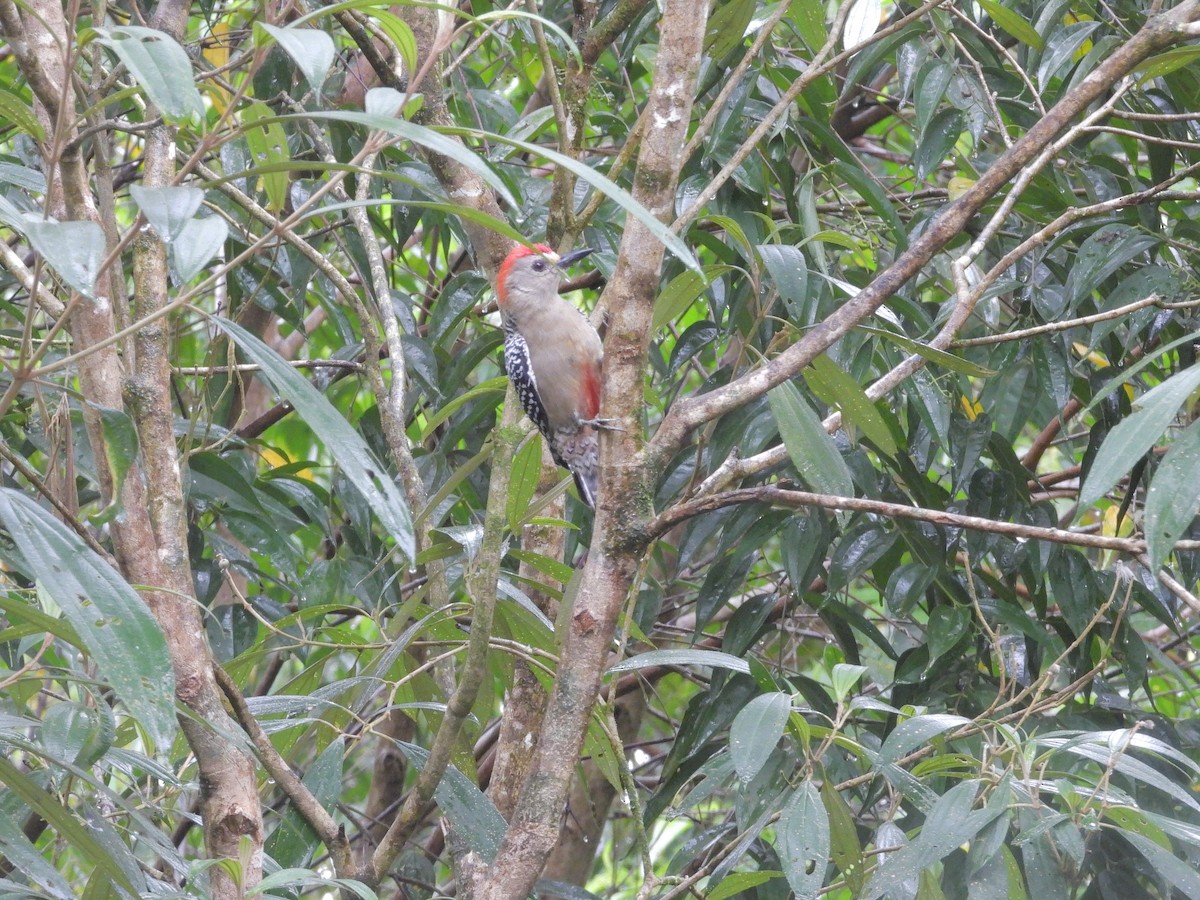 Red-crowned Woodpecker - ML646424379