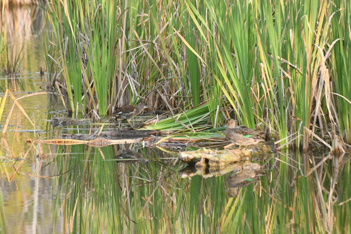 Amerikateichhuhn - ML646424380