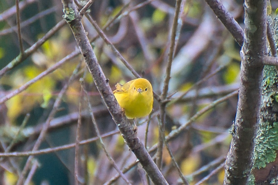 Northern Yellow Warbler - ML646424381