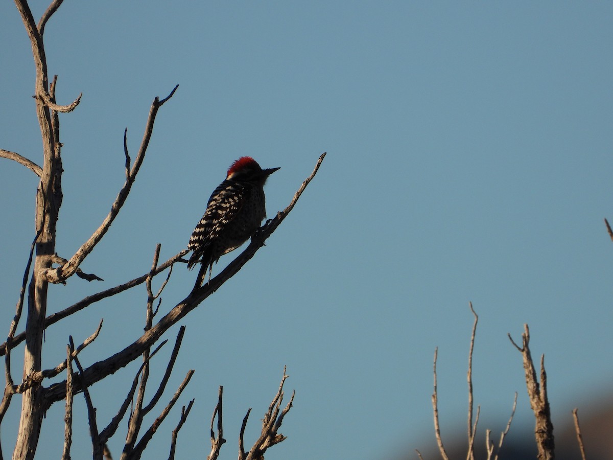 strakapoud proužkohřbetý - ML646424382