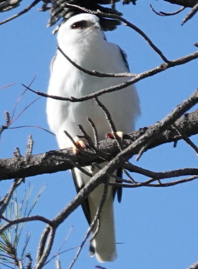 White-tailed Kite - ML646424383