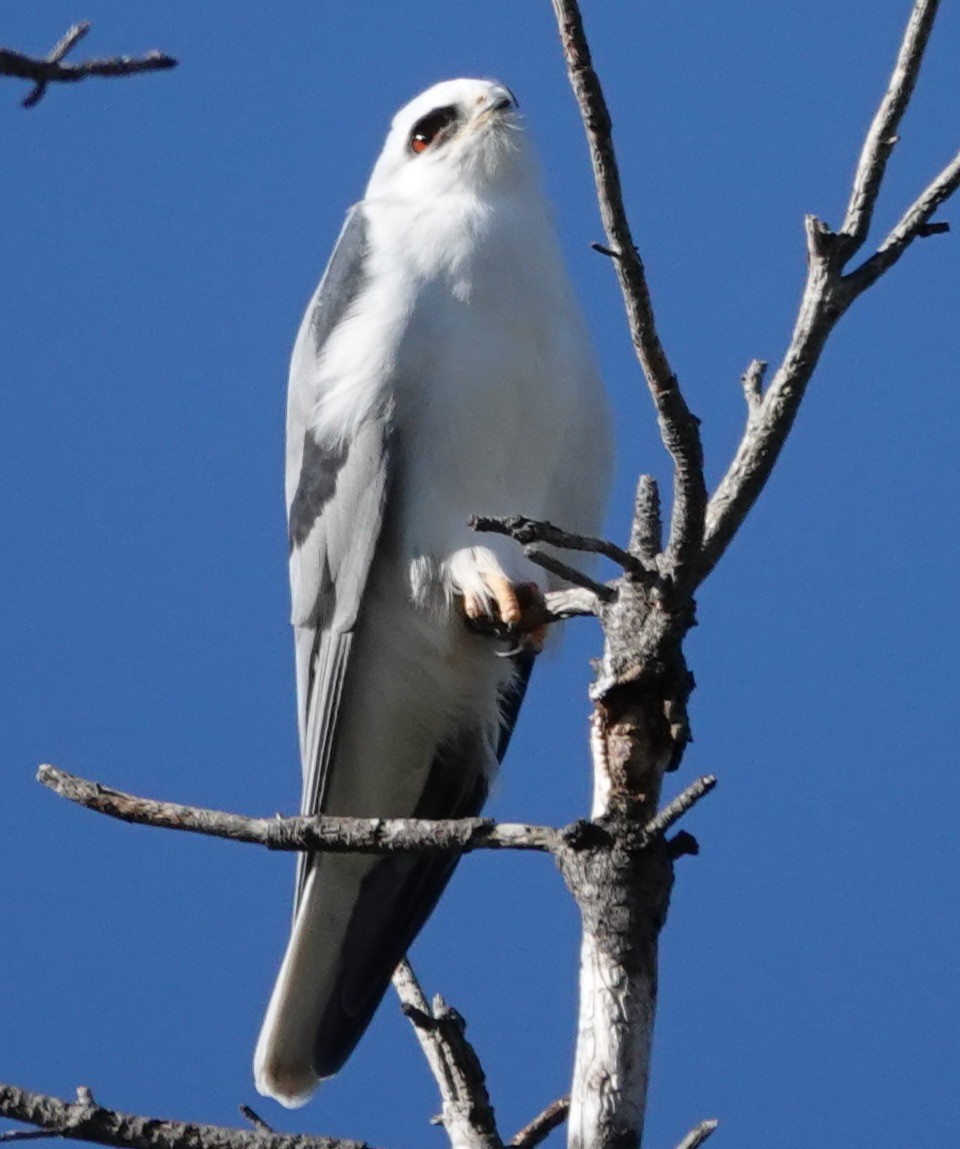 White-tailed Kite - ML646424384