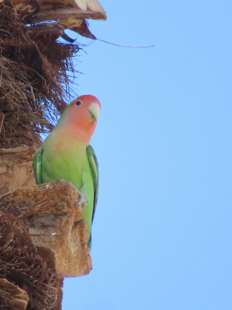 agapornis růžovohrdlý - ML646424388