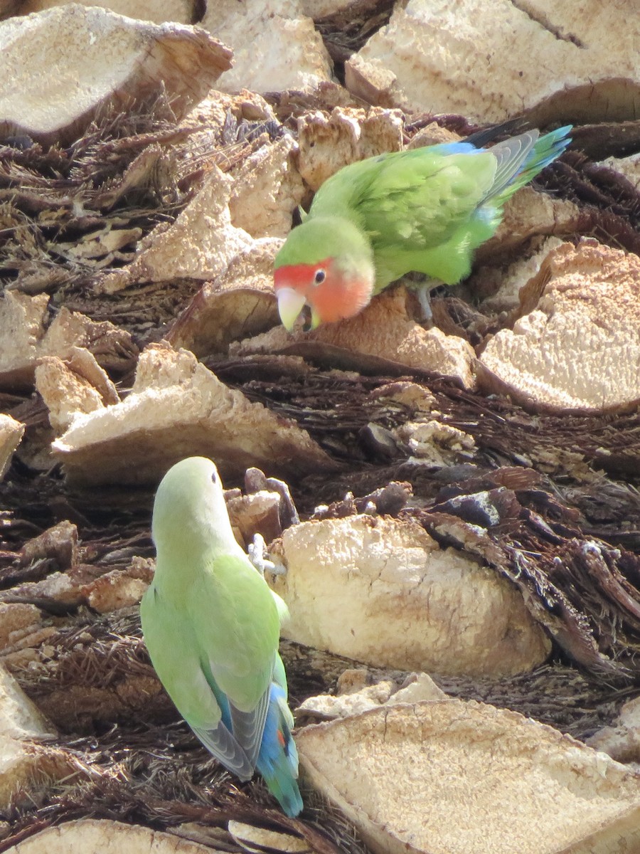 agapornis růžovohrdlý - ML646424389