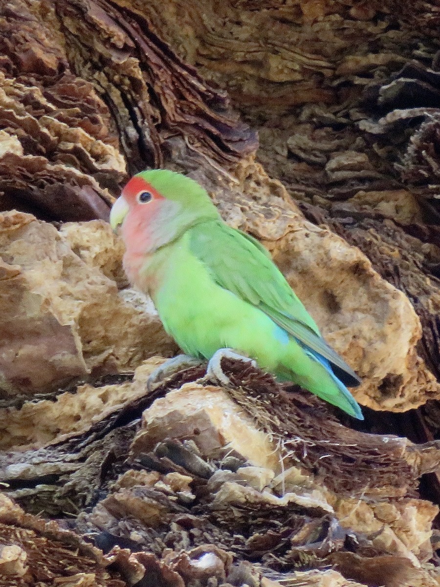 agapornis růžovohrdlý - ML646424390