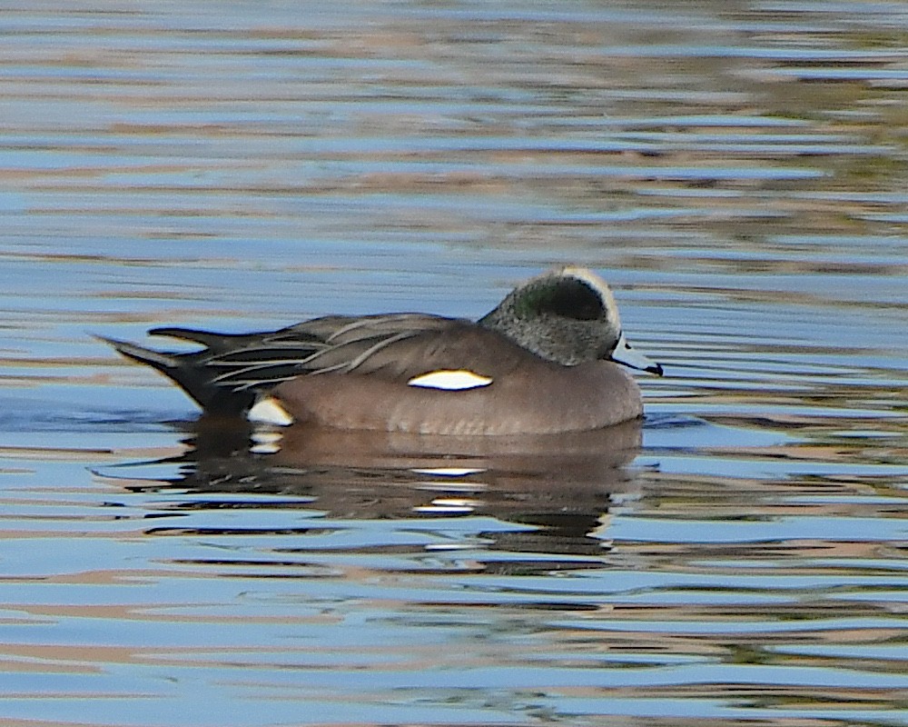 American Wigeon - ML646424394