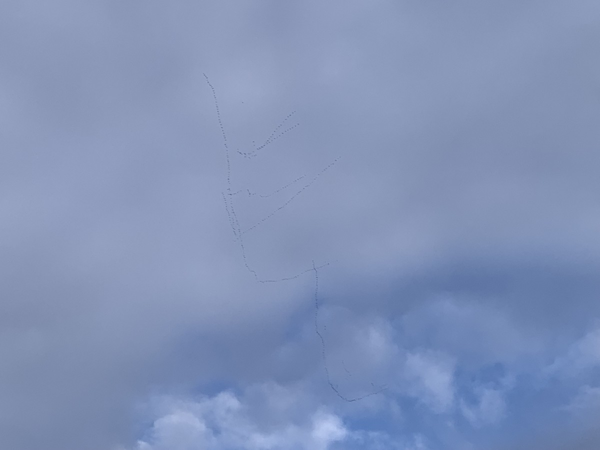 Snow Goose - ML646424395